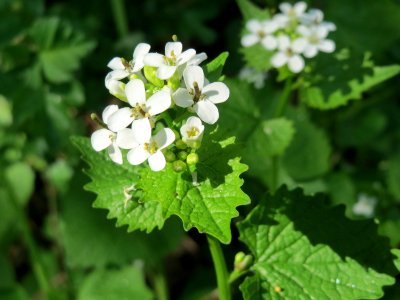 20150424Alliaria_petiolata1