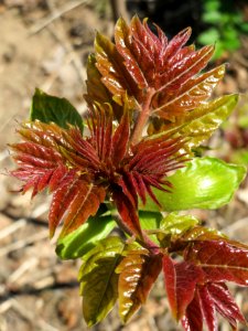 20150424Ailanthus_altissima3