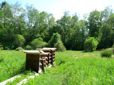 20150510Wagbachniederung4