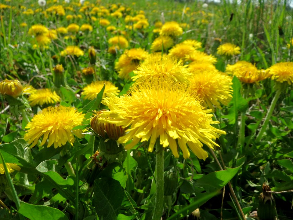 20150423Taraxacum_sect_Ruderalia3