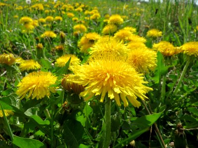 20150423Taraxacum_sect_Ruderalia3