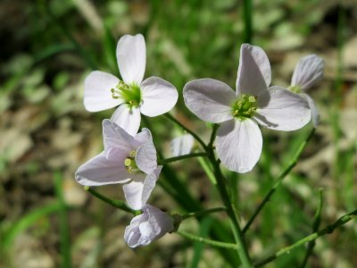 20150421Cardamine_pratensis1