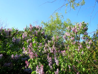 20150423Syringa_vulgaris1