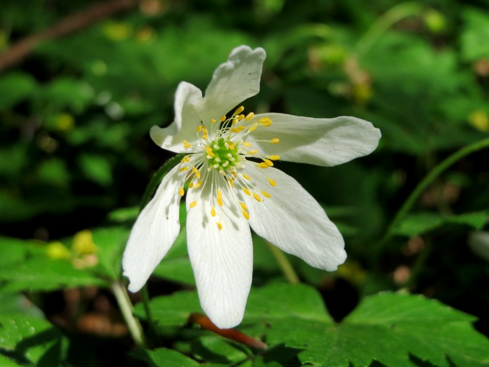 20150421Anemone_nemorosa1