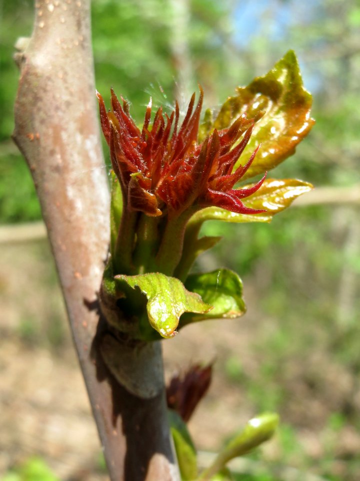 20150424Ailanthus_altissima4