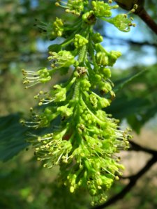 20150424Acer_pseudoplatanus4