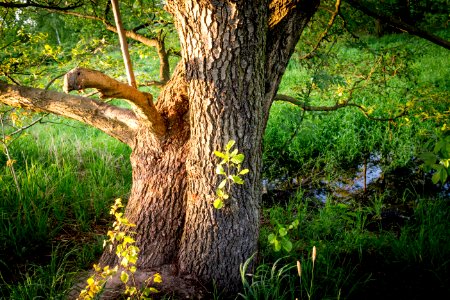 20150510_Hönower_Weiherkette_-_Krautweiher_Baum_by_sebaso_IMG_4139