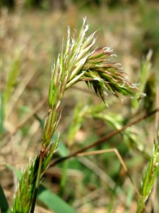 20150424Anthoxanthum_odoratum3