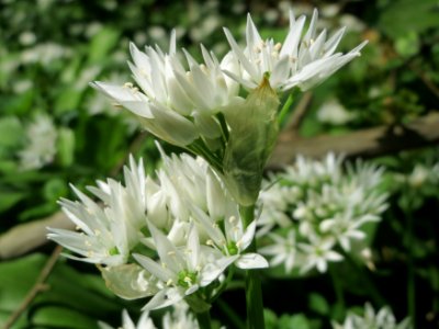 20150424Allium_ursinum4