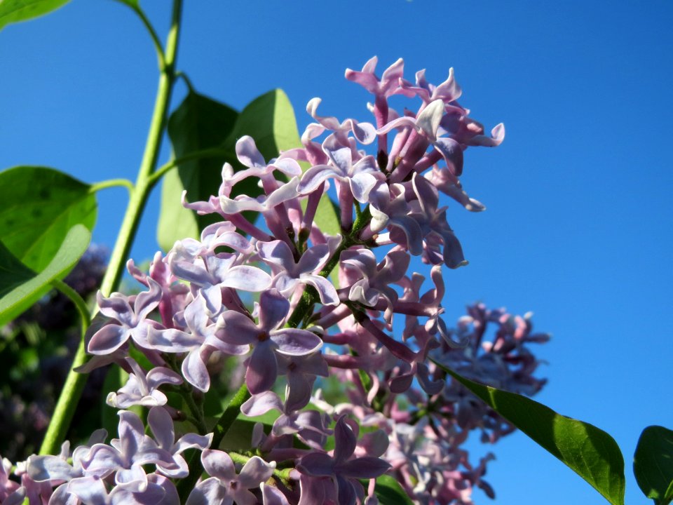 20150423Syringa_vulgaris3