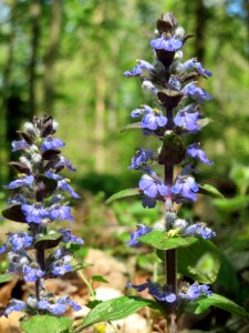 20150424Ajuga_reptans2