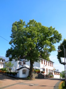 20150811Dorfgasthof_Schmitz_Schalkenmehren