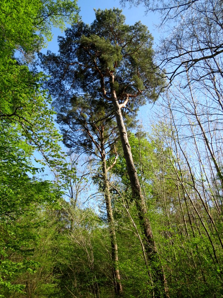 20150421Pinus_sylvestris