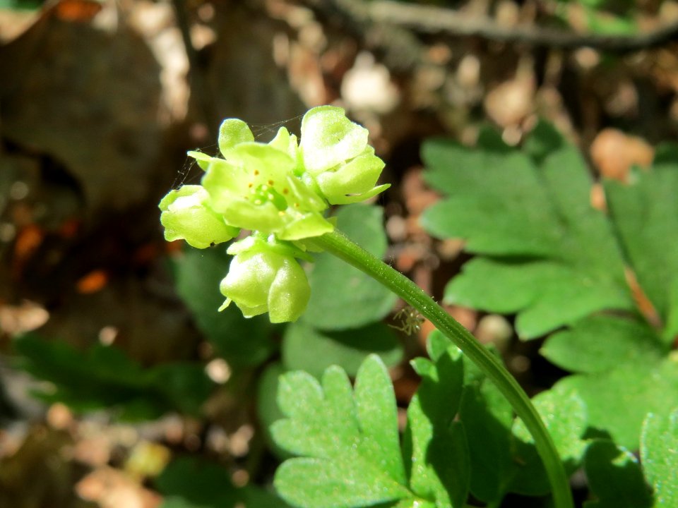 20150424Adoxa_moschatellina2
