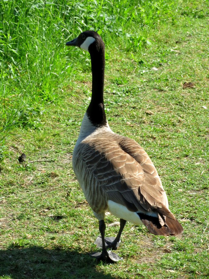 20150510Branta_canadensis4
