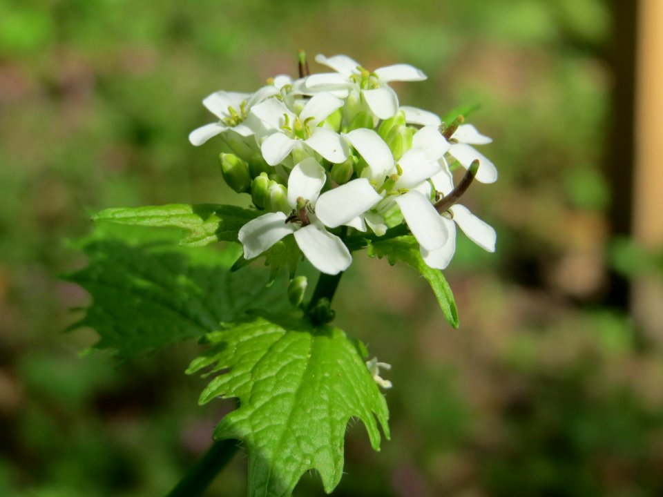 20150426Alliaria_petiolata2