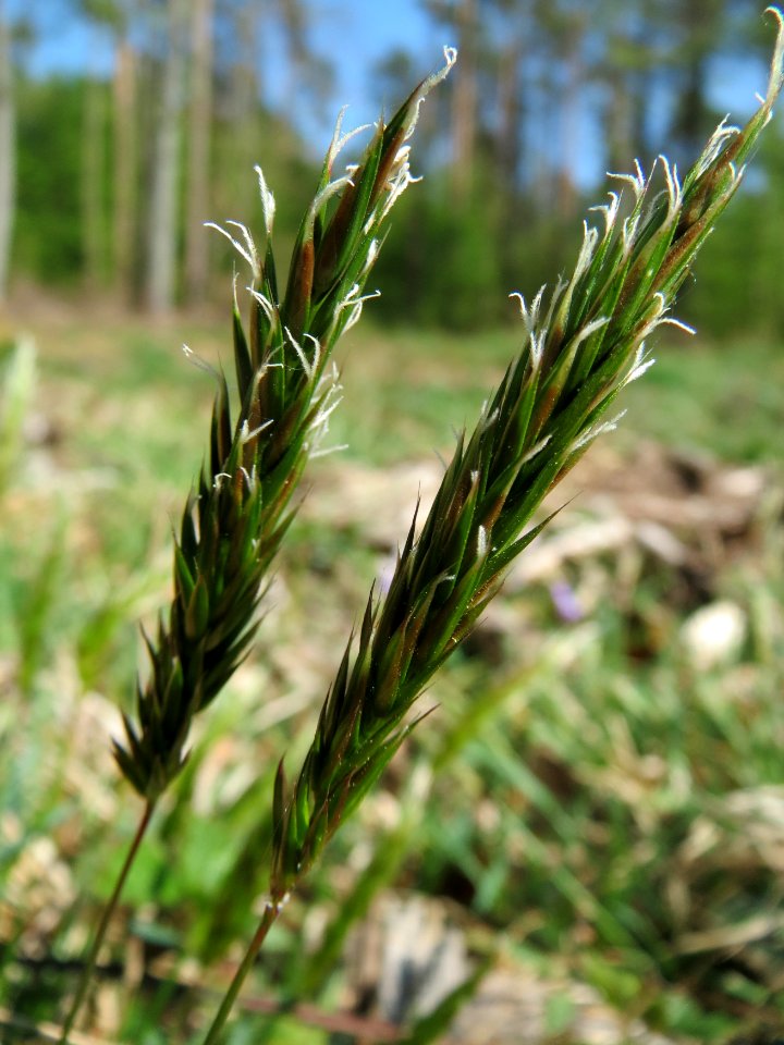 20150424Anthoxanthum_odoratum5