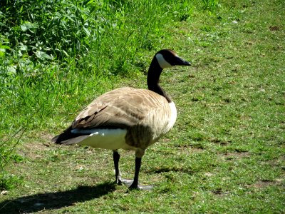 20150510Branta_canadensis3