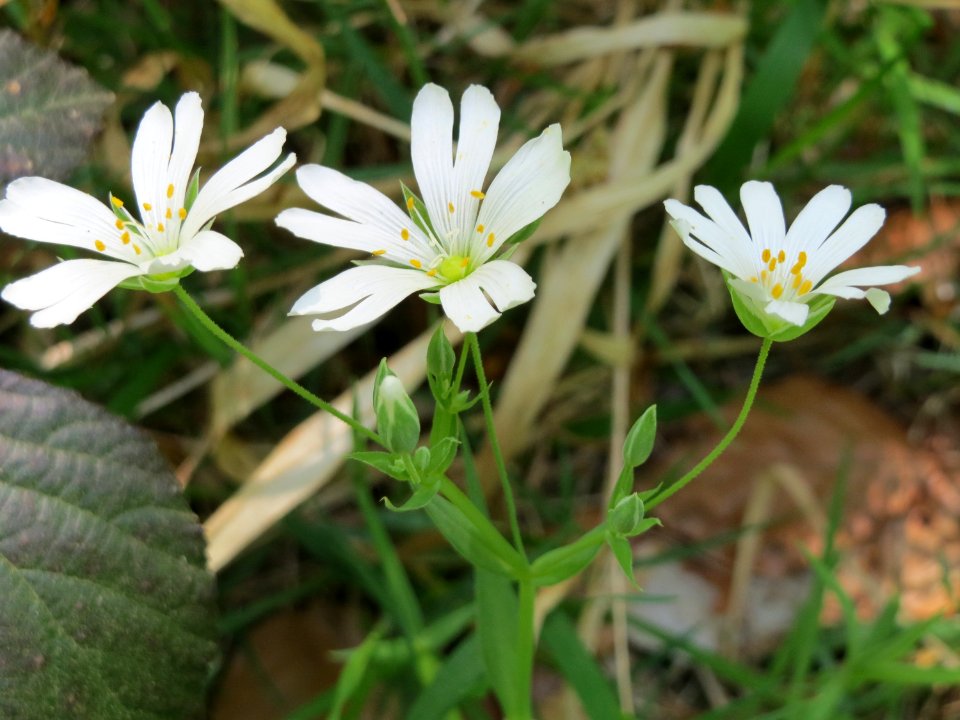 20150424Stellaria_holostea4