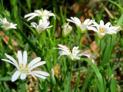 20150424Stellaria_holostea2
