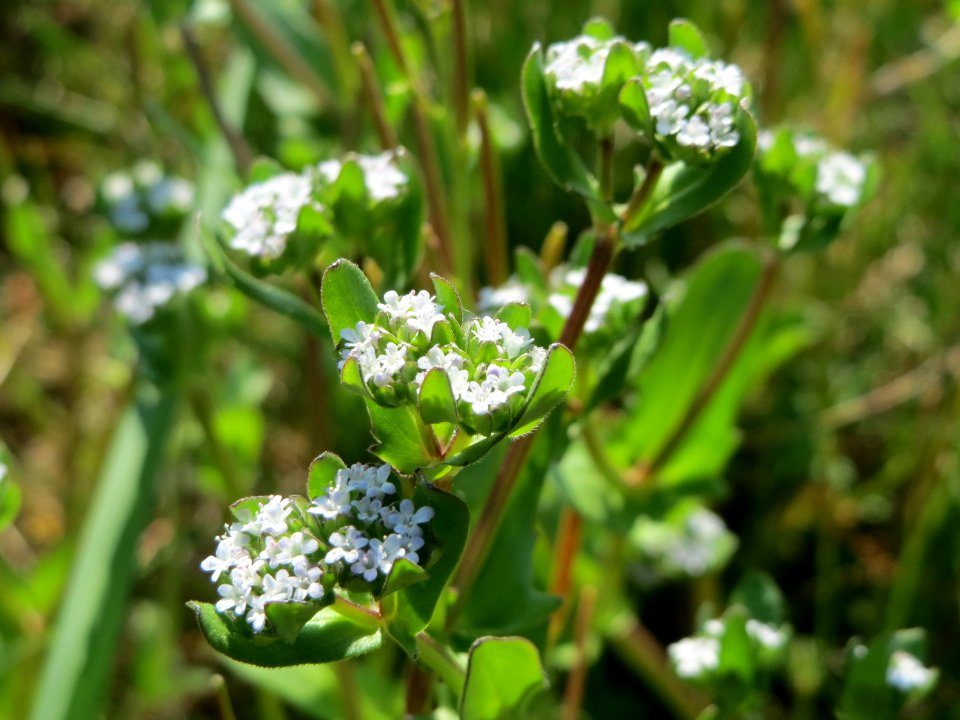 20150423Valerianella_locusta1