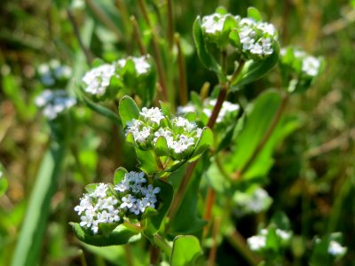 20150423Valerianella_locusta1