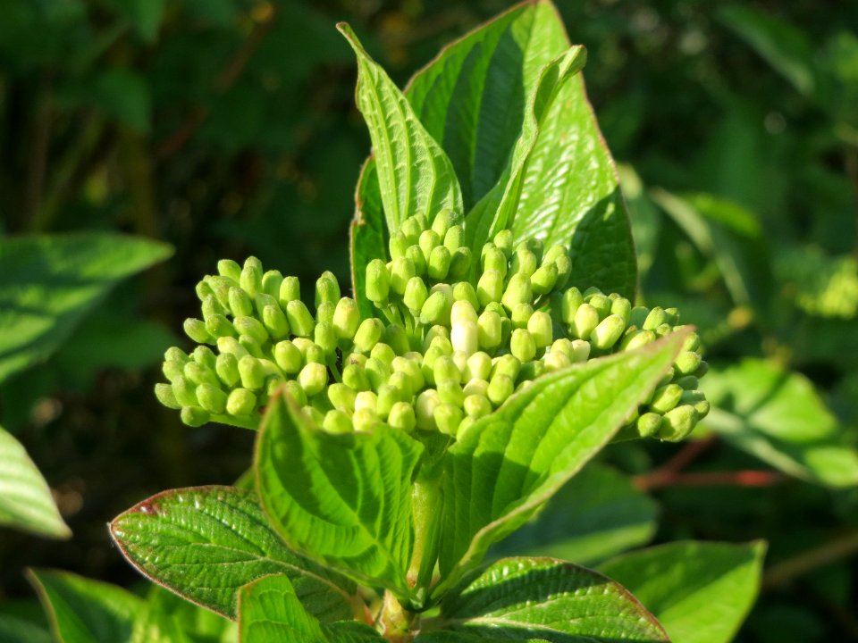 20150423Cornus_alba2