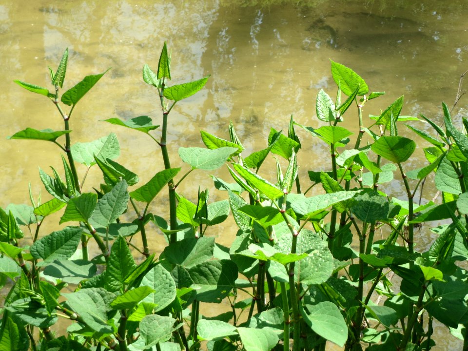 20150424Reynoutria_japonica1