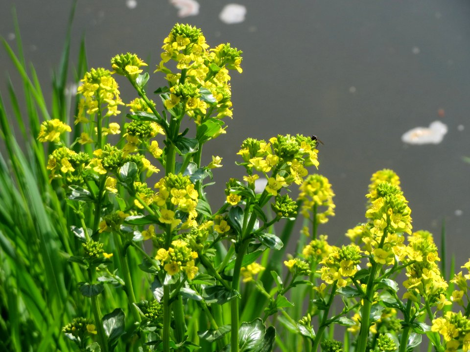 20150423Barbarea_vulgaris3