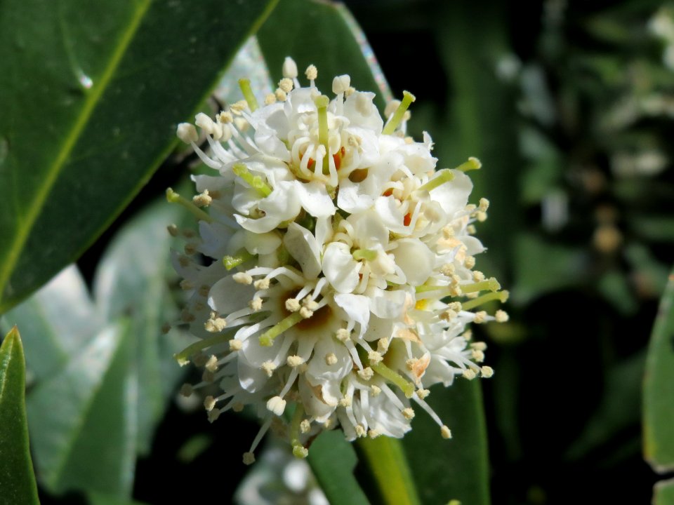 20150424Prunus_laurocerasus3