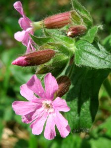20150424Silene_dioica1