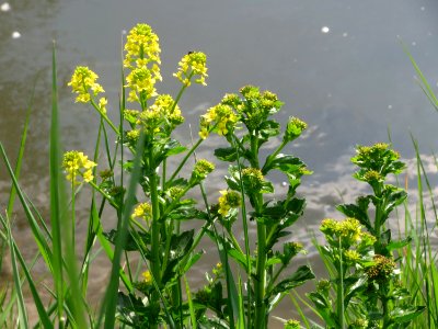 20150423Barbarea_vulgaris1