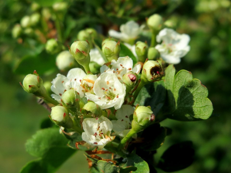 20150423Crataegus_monogyna1