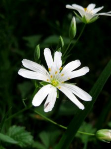 20150424Stellaria_holostea6