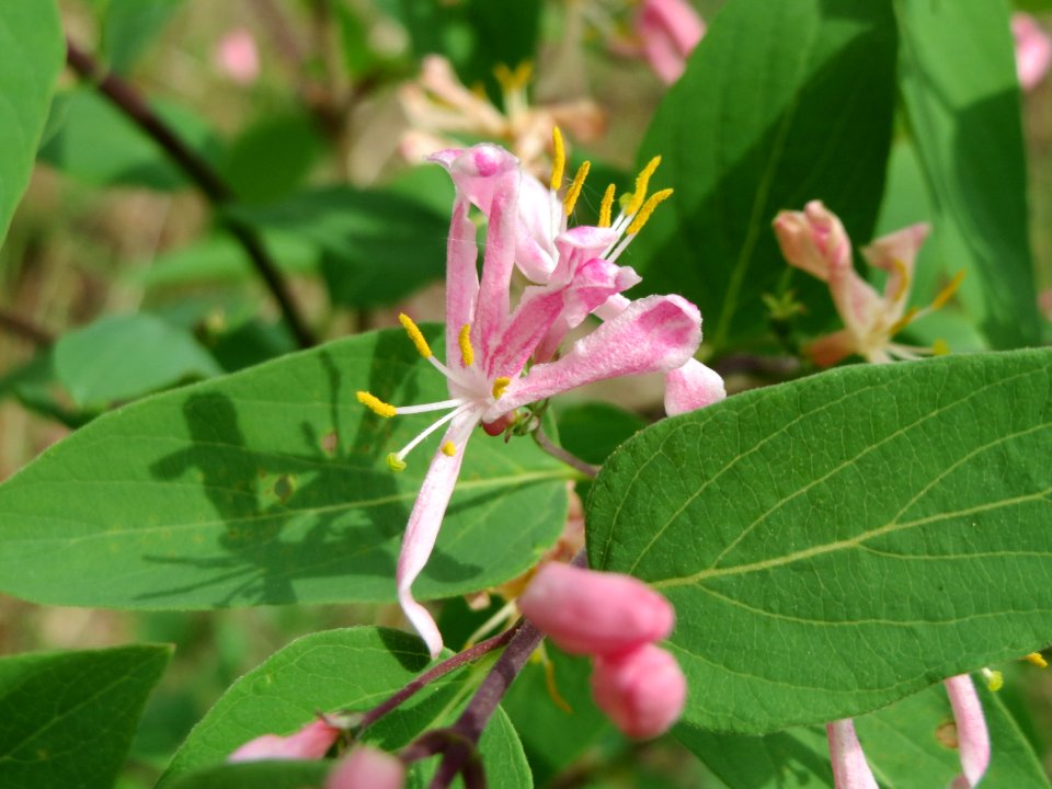 20150426Lonicera_tatarica1