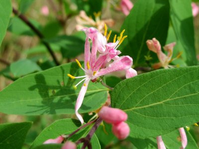 20150426Lonicera_tatarica1