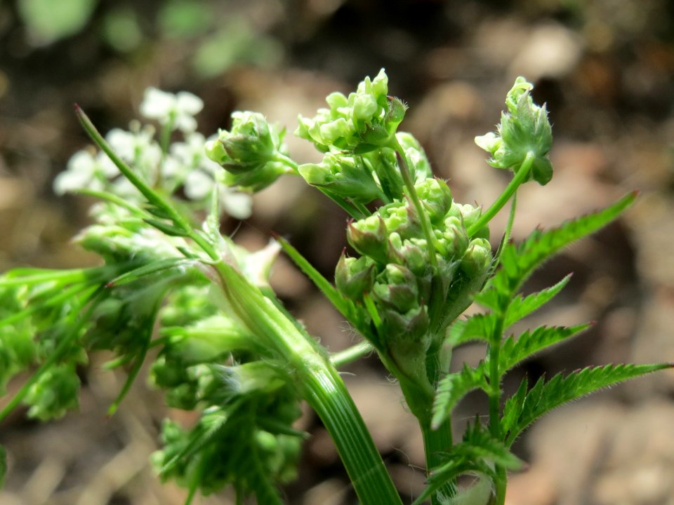 20150426Anthriscus_sylvestris