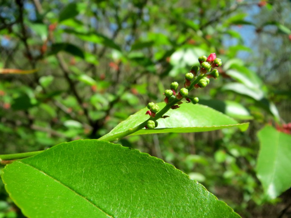 20150424Prunus_serotina1