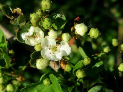 20150423Crataegus_monogyna2