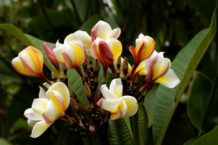Flower white yellow summer
