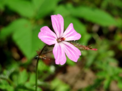 20150426Geranium_robertianum1