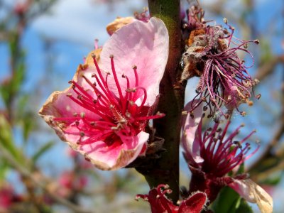 20150423Prunus_dulcis5