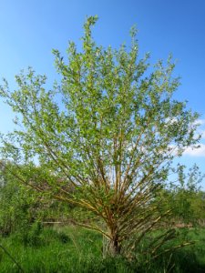 20150423Salix_alba1