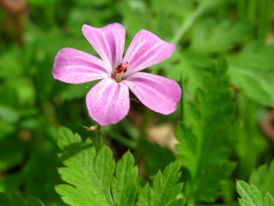 20150426Geranium_robertianum3