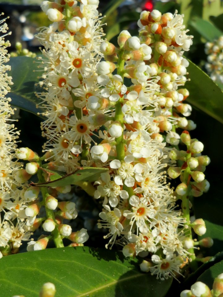 20150423Prunus_laurocerasus1