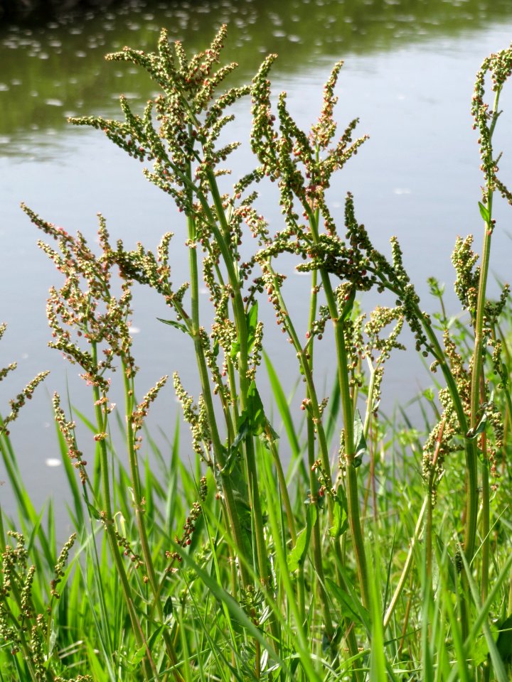 20150423Rumex_acetosa4