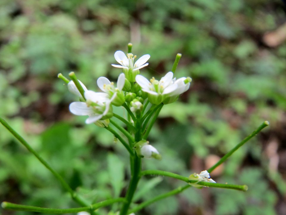 20150426Cardamine_flexuosa2