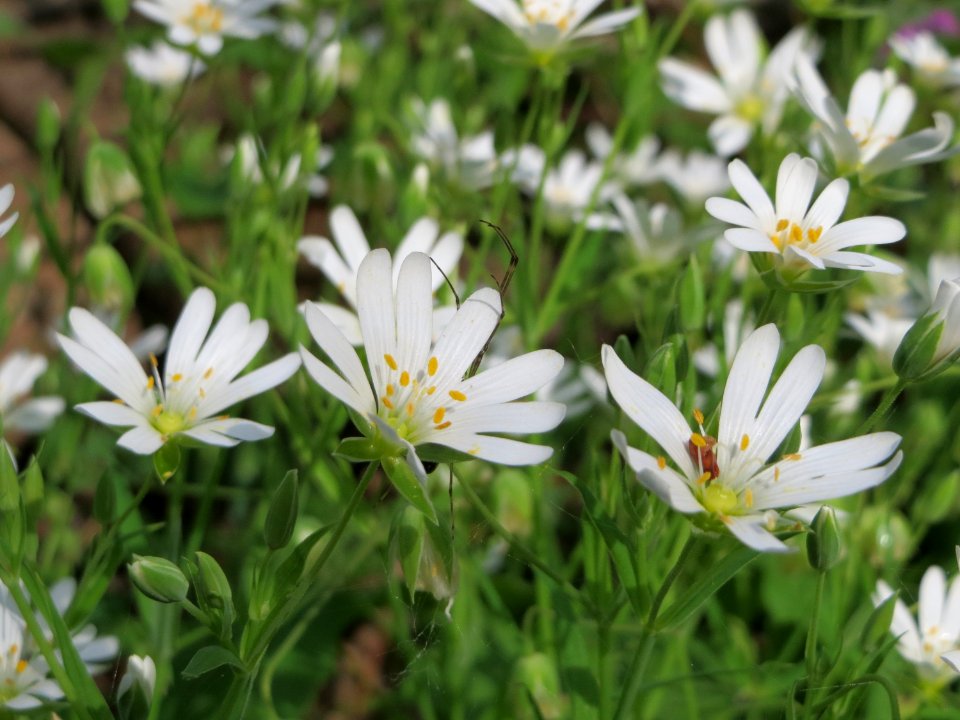 20150426Stellaria_holostea