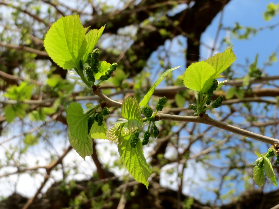 20150423Morus_alba3