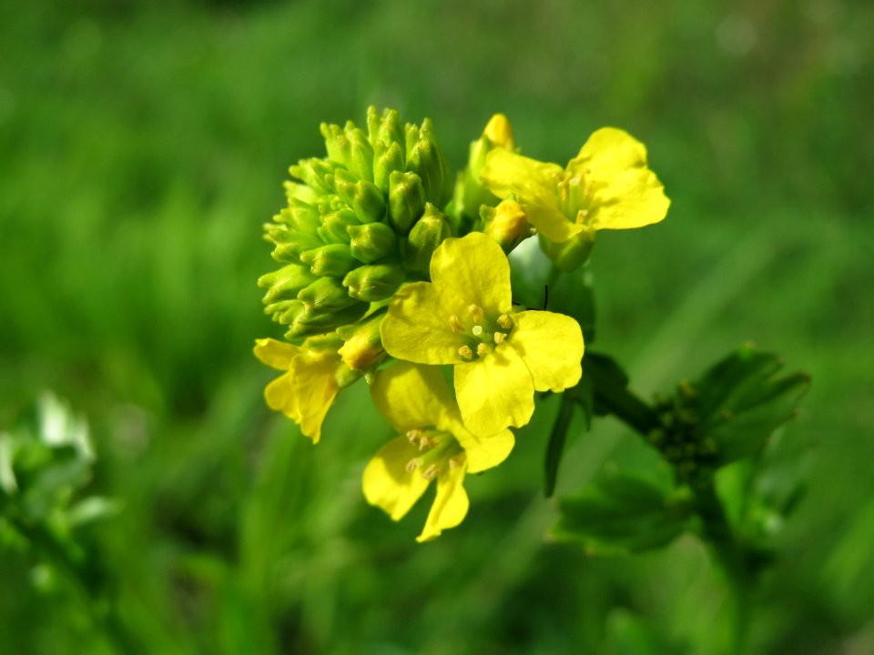 20150426Barbarea_vulgaris